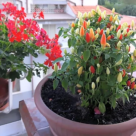 Bed & Breakfast Elisabeth Oda ve Kahvaltı 4*