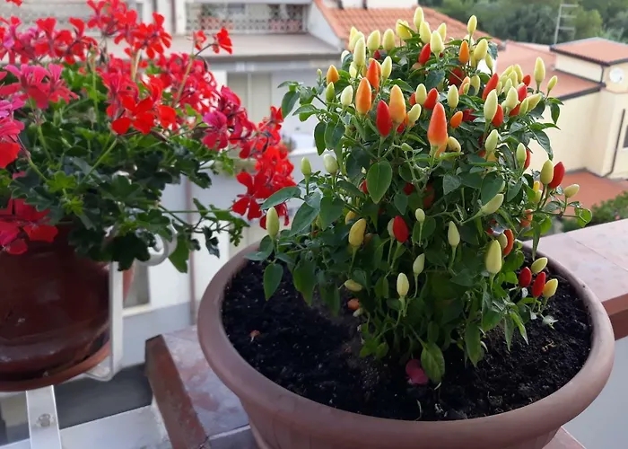 Elisabeth 住宿加早餐酒店